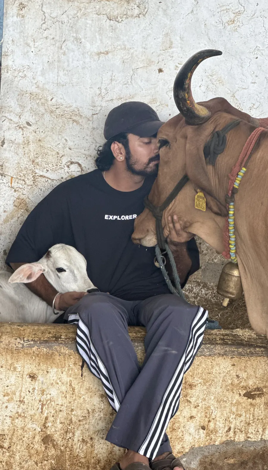 Cattle rescue and rehabilitation work in Rajsamand